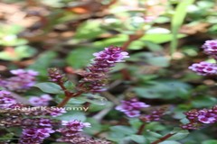 Lindernia rotundifolia